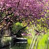 Magisch roze van Mike Bing