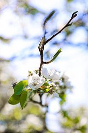 Awakening of spring by Anouk Peeters