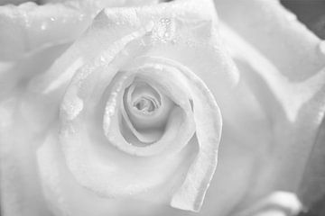 Witte roos met ochtenddauw van Iris Holzer Richardson