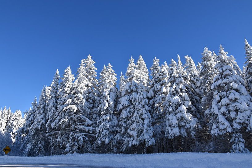 A snowy forest after the storm by Claude Laprise