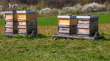 Apiculture avec des ruches en bois sur ManfredFotos