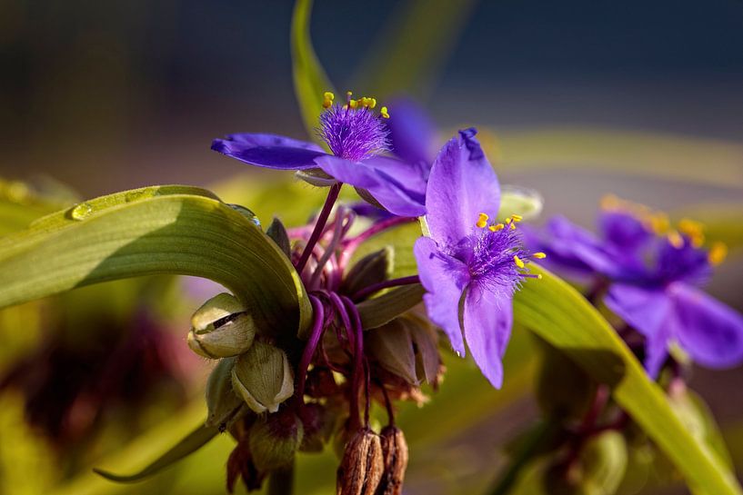 Duck Day flower by Rob Boon