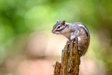 Sibirisches Erdhörnchen auf der Lauer. von Demian Smit