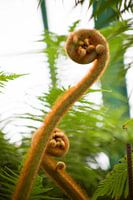 De Koninklijke Serres