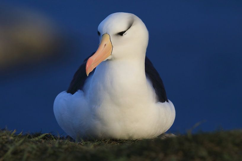 Black-browed Albatross ( Thalassarche melanophris ) or Mollymawk Helgoland Island Germany by Frank Fichtmüller