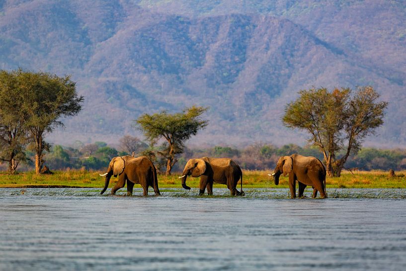 Drie Afrikaanse olifanten (Loxodonta africana) lopend door de Zambezi rivier van Nature in Stock