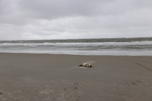Foto's van een grijze zeehond op het strand van Langeoog.