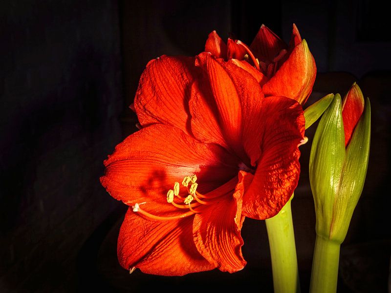Amaryllis by Rob Boon