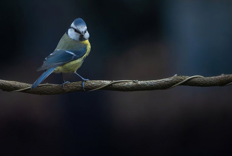 Blue tit on branch by arnemoonsfotografie
