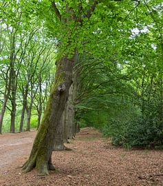 Beech Avenue. by Foto van Joyce