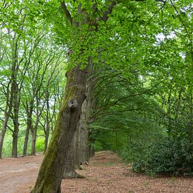 Beech Avenue. by Foto van Joyce