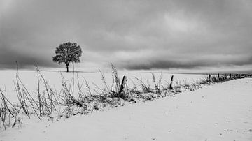 Lonely tree in the snow by Friedhelm Peters
