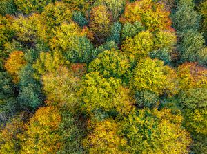 Herfstbos met kleurrijke bladeren van bovenaf gezien van Sjoerd van der Wal Fotografie