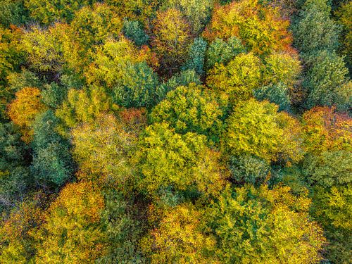 Herfstbos met kleurrijke bladeren van bovenaf gezien