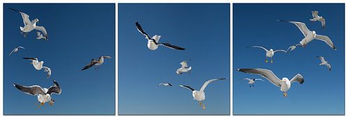  Danse de Mouette