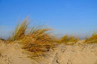 Dunes in evening light by Ostsee Bilder thumbnail