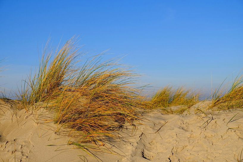 Dunes in evening light by Ostsee Bilder