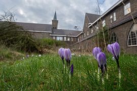 Tranquillité florale : Le monastère abandonné dans une splendeur sauvage