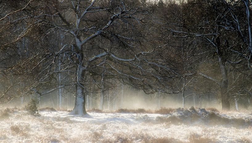 Winters sprookjesbos van Connie de Graaf