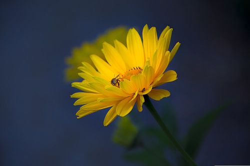 Lumière fragile