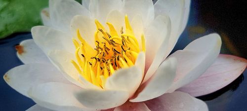 waterlelie