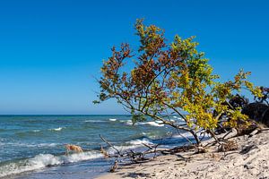 Trees on shore of the Baltic Sea van Rico Ködder