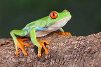Red-Eyed Tree Frog (Agalychnis callidryas)