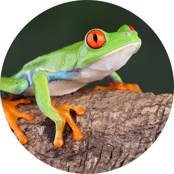 Roodoogmakikikker (Agalychnis callidryas) van Ronald Pol