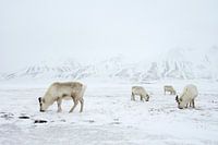 Rentiere im Schnee