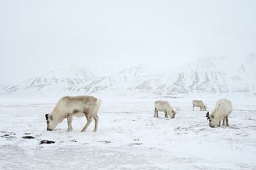 Rendieren in de sneeuw van LTD photo