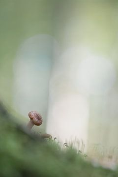 Klein paddenstoeltje tussen mos van Lucia Leemans
