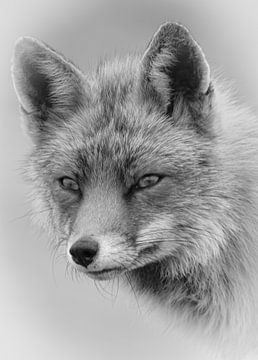 Portret van een vos in zwart wit van Marjolein van Middelkoop