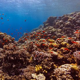 The Big Blue with coral by Eric van Riet Paap