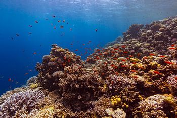 The Big Blue with coral