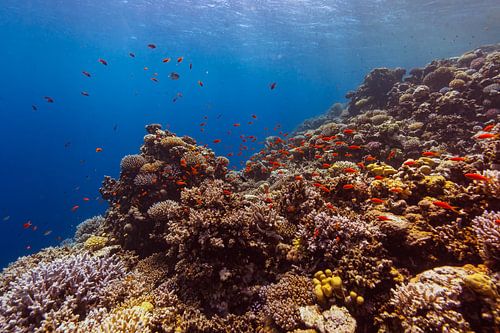 Le Grand Bleu avec le corail