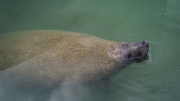 USA, Florida, Giant Sea Cow, Manatee in silent ocean water of harbor by adventure-photos