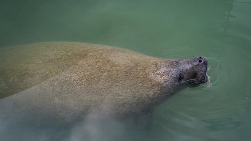 USA, Floride, Vache de mer géante, Lamantin dans l'eau silencieuse du port