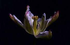 Tulip on dark background