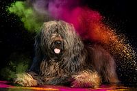 A Briard