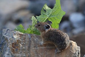 Pika Glacier National Park  Montana USA