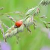 Marienkäfer frisst Blattläuse auf  Grashalm von Berit Kessler