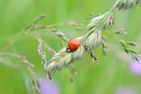 Une coccinelle mange des pucerons sur un brin d'herbe.