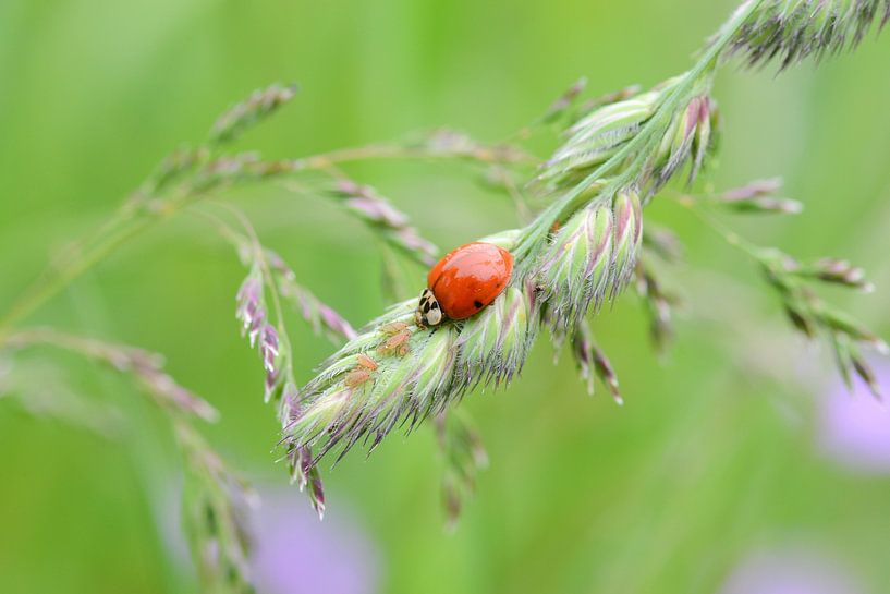 Lieveheersbeestje eet bladluis op grasspriet van Berit Kessler