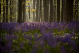 Spring fever by marleen springael