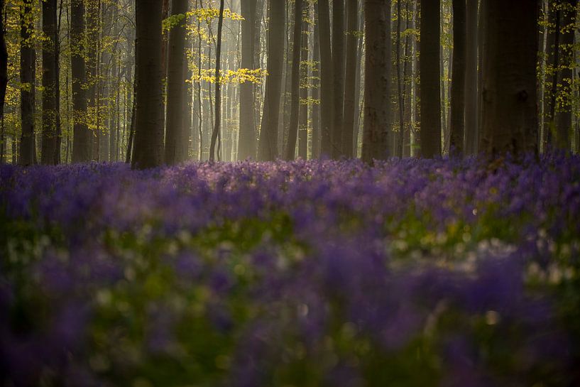 La fièvre du printemps par marleen springael
