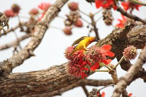 Weaverbird in a Coral tree in South Africa von Nynke van der Ploeg