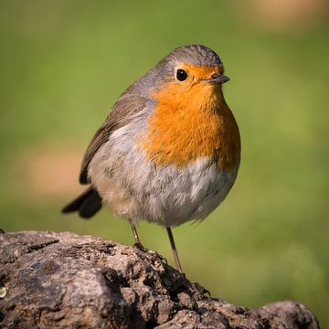 Robin on stone by Tobias Luxberg