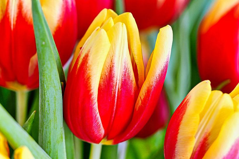 Tulips by Eduard Lamping