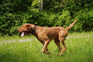 In de wei met een bruine Magyar Vizsla draadhaar.