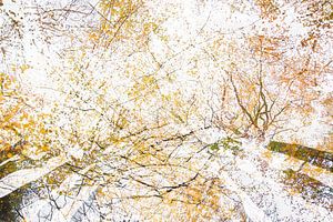 L'automne sur la Veluwe sur Danny Slijfer Natuurfotografie